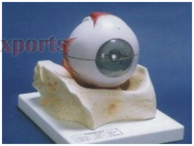 HUMAN EYE WITH MUSCLES IN BONY ORBIT